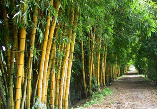 Bán cọc tre thi công Hội An